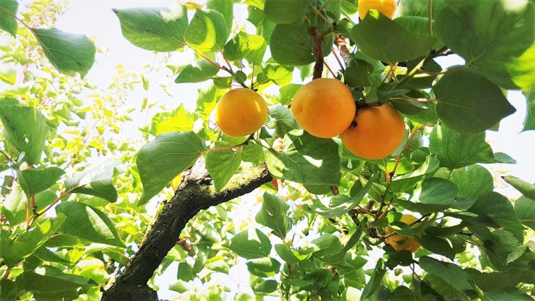 עץ משמש במטע משק שוורצברג במושב עמיקם