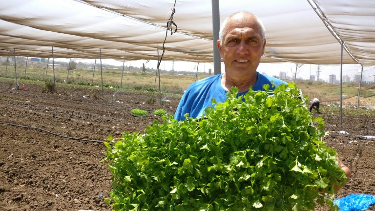 רמי קנטור מחזיק מגש שתילי סלרי במשק