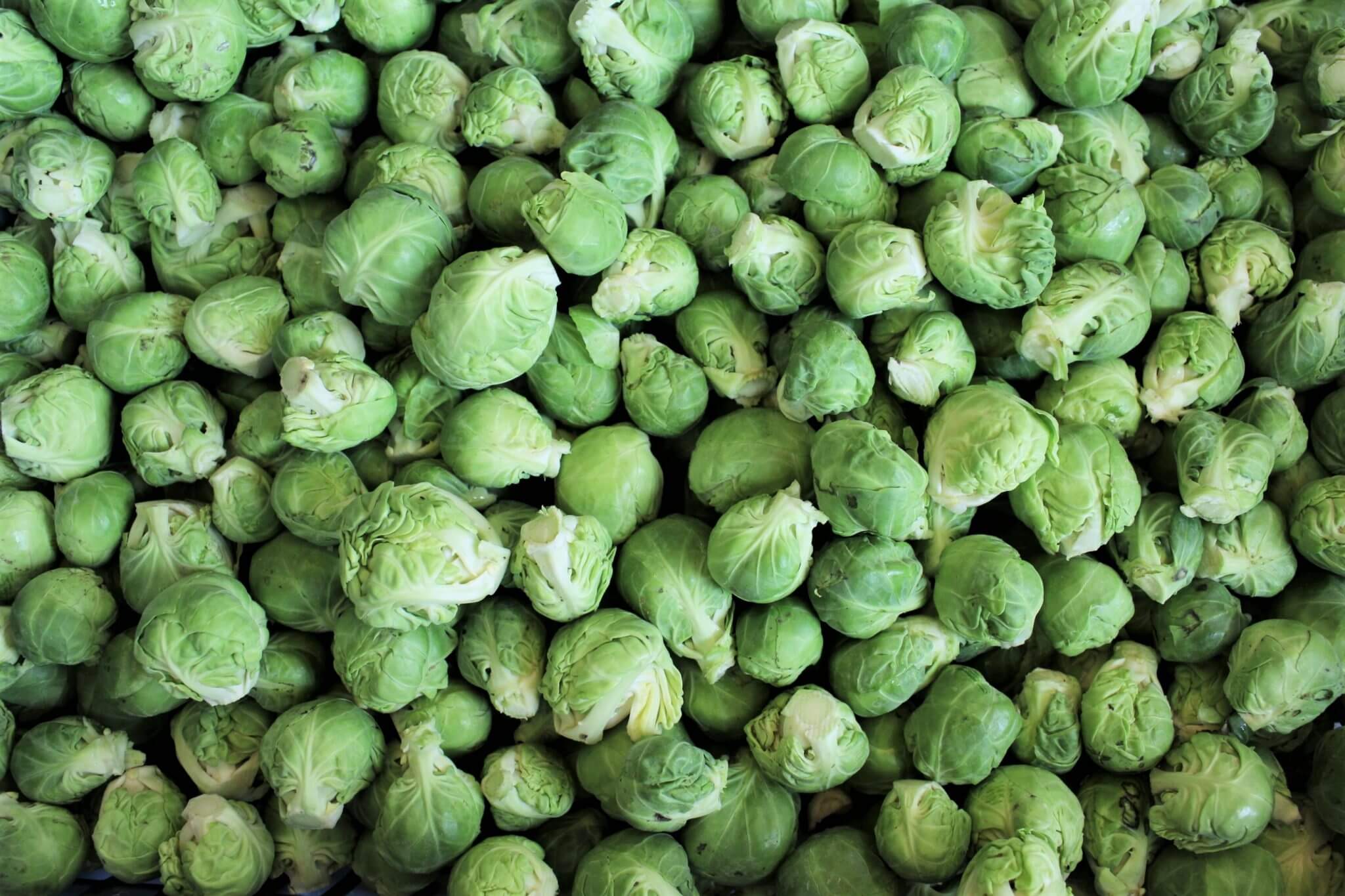 כרוב ניצנים טרי משק רמי קנטור