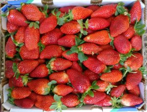 תותים ירקות פירות שוק איכרים רמת השרון
