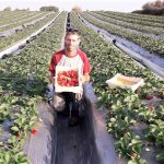 החקלאי ניר פורמן עם מגש ביו תות טרי מכירה ישירה רמת השרון